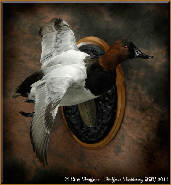 Canvasback Drake Flying Taxidermy Wall Mount