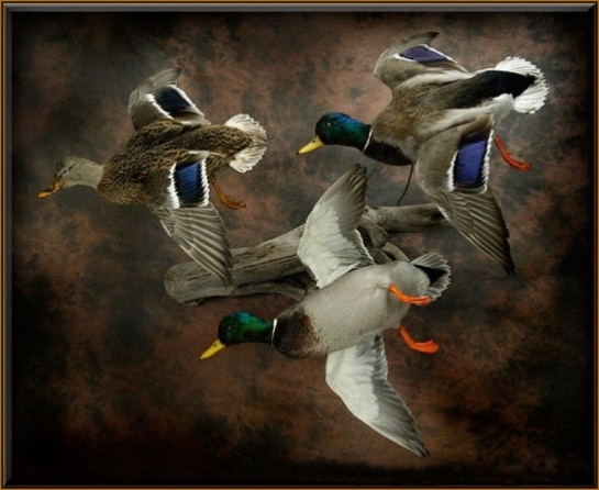 Mallard Ducks Flying Taxidermy Mounts
