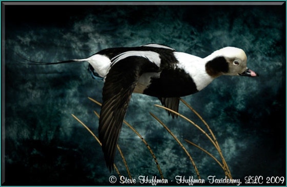 Oldsquaw Drake Flying Taxidermy Mount