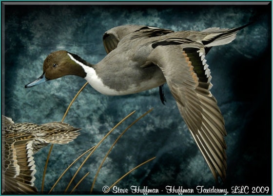 Pintail Pair Flying Taxidermy Mount