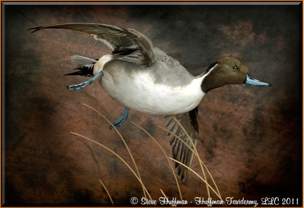 Northern Pintail Drake Flying Taxidermy Mount