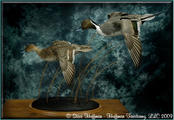Pintail Pair Flying Taxidermy Mount