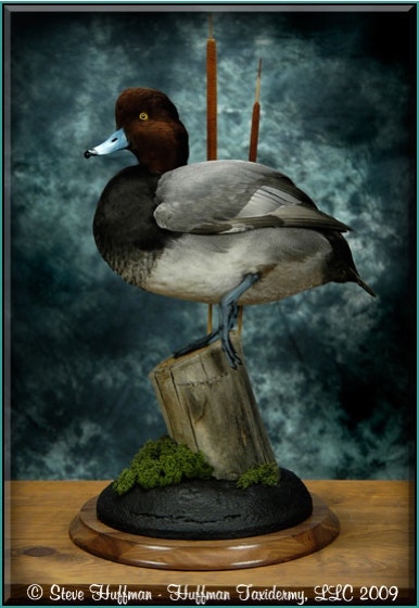 Redhead Drake Standing Taxidermy Mount