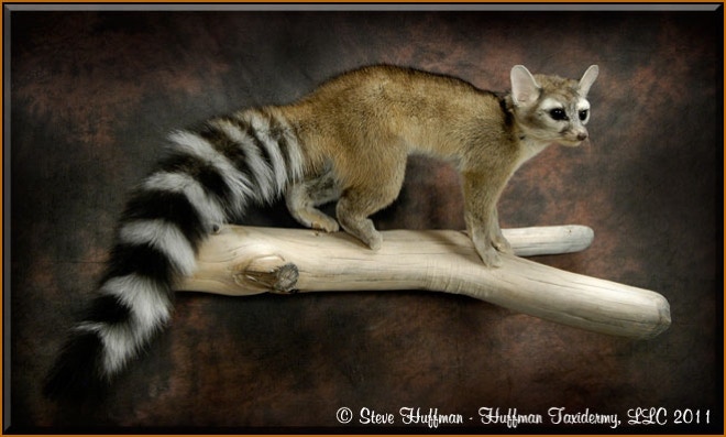 Ringtail Cat Taxidermy Mount