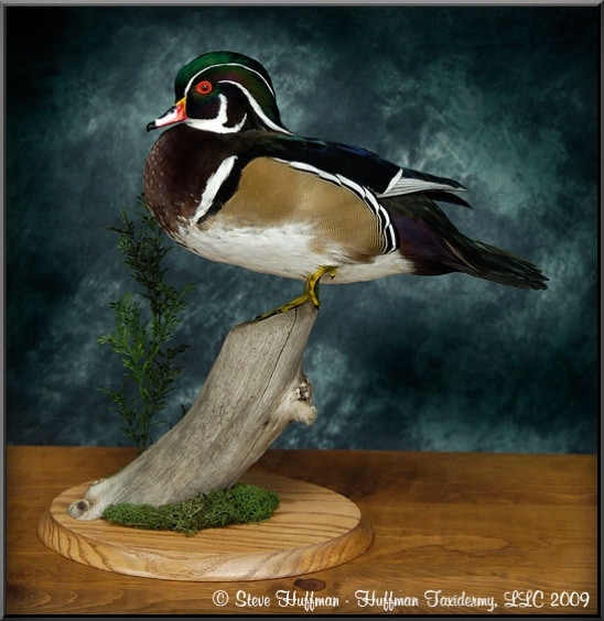 Wood Duck Drake Standing Taxidermy Mount