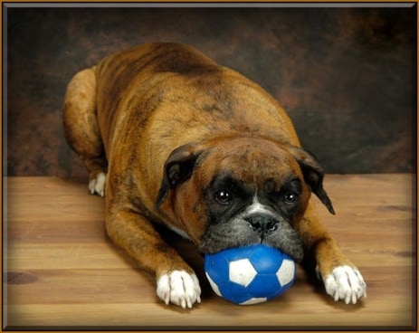 Boxer Dog Pet Preservation Taxidermy Mount