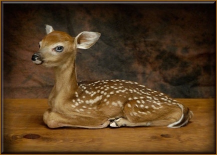 Deer Fawn Freeze Dry Taxidermy Mount