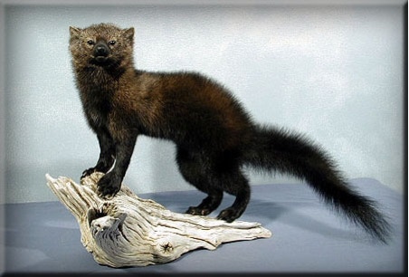 Fisher Taxidermy Mount