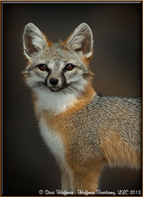 Grey Fox Taxidermy Mount