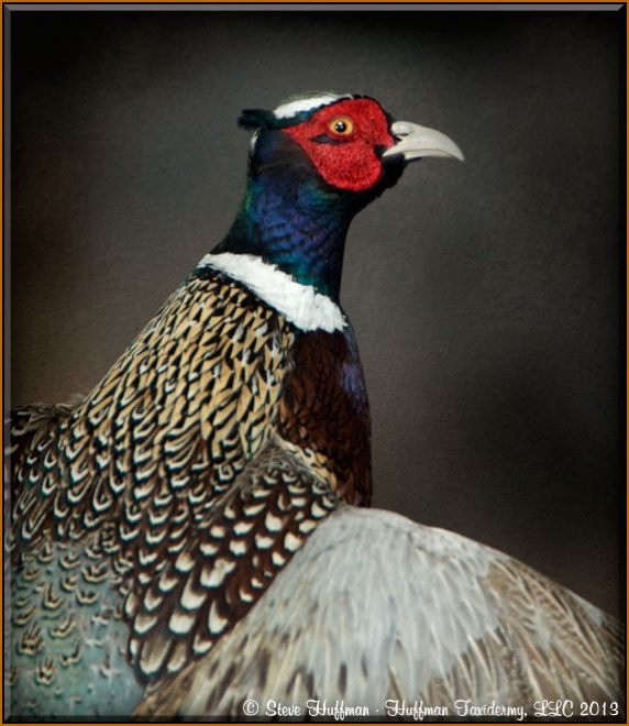Ringneck Pheasant Roosters Flushing Taxidermy Mount
