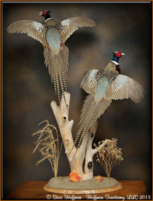 Ringneck Pheasant Roosters Flushing Taxidermy Mount