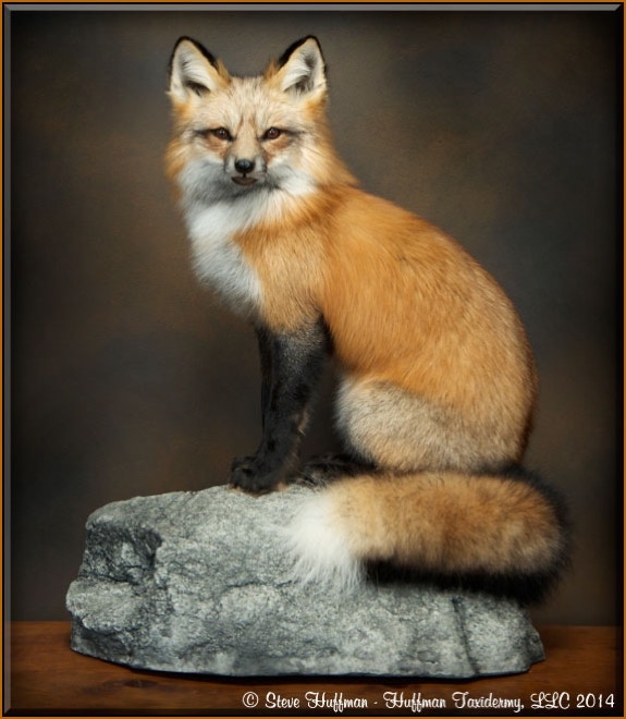 Red Fox Sitting Taxidermy Mount