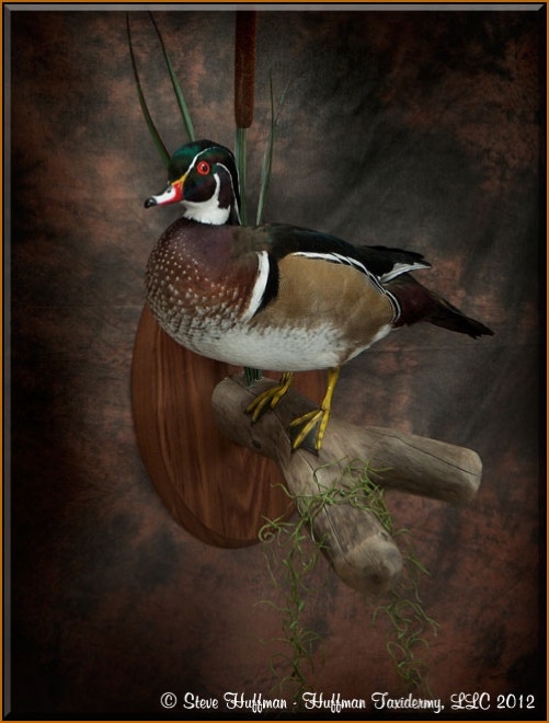 Wood Duck Drake Standing Taxidermy Wall Mount