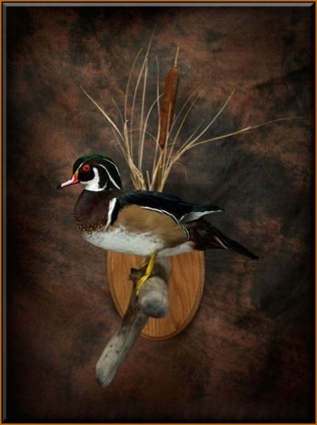 Wood Duck Drake Taxidermy Mount